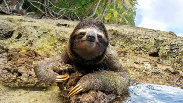 Photo of Cute three-toed sloth on ground of tropical shore