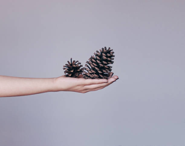 istock Woman's hand holding pine cones isolated on grey background. Copy space 863565694