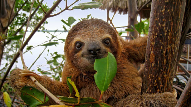 Happy sloth Baby Brown throated Three toed sloth in the mangrove, Caribbean,  Costa Rica central america photos stock pictures, royalty-free photos & images