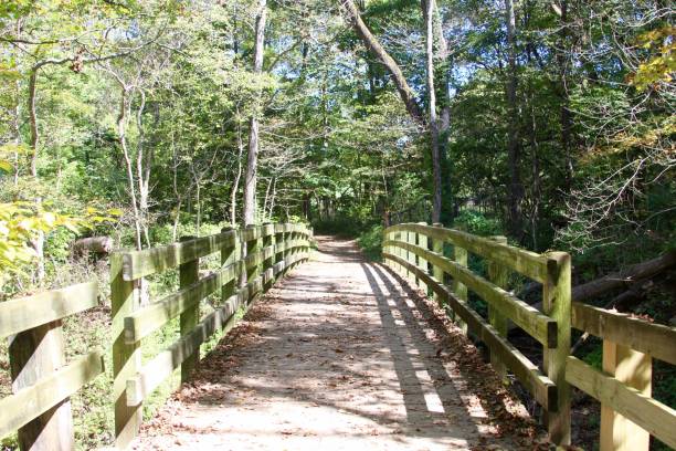 istock Wooden Bridge of Forest 863568508