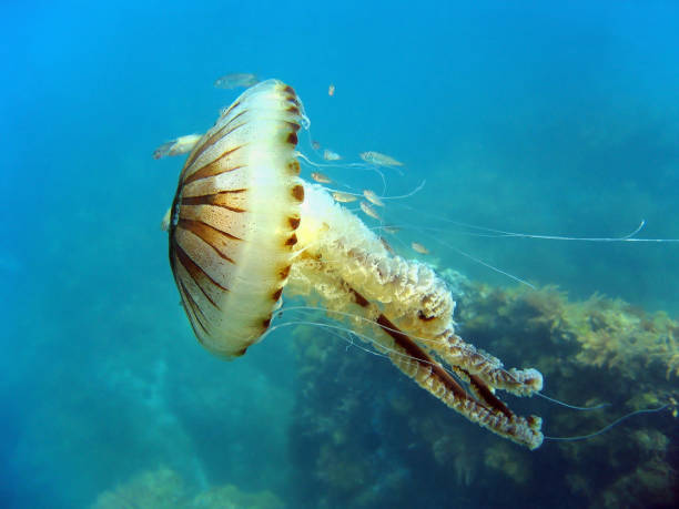 istock Jellyfish in mediterranean sea 863568526