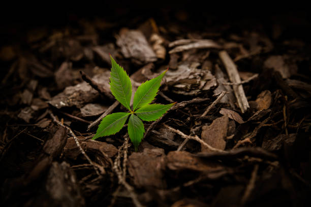 istock Autumn leaves on bark of trees. 863568588
