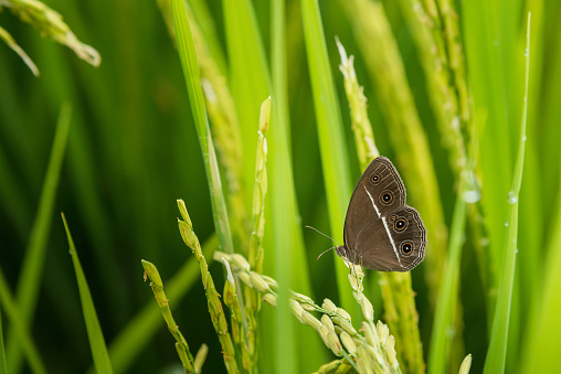 Close up Butterfly on green Jasmine rice with soft warm light in the morning at Thailand