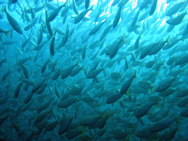 Large shoal of Sarpa salpa fish underwater Large shoal of Sarpa salpa fish underwater in the marine reserve of Banyuls Cerbere, Mediterranean sea, Roussillon, France salpa stock pictures, royalty-free photos & images