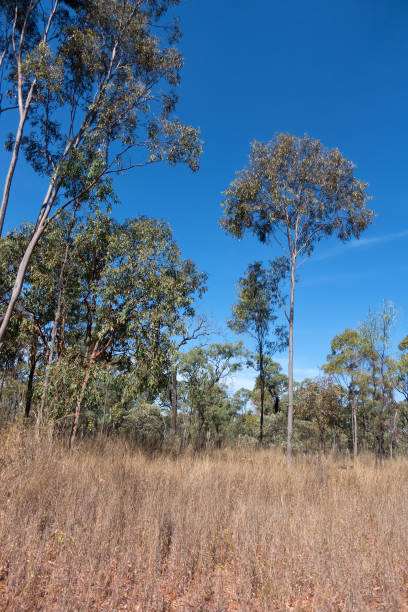 istock Eucalyptus trees and dry grass in rural Queensland 863569396