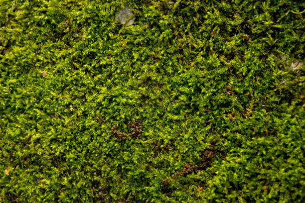 istock Beautiful background green background of moss forest 863571884