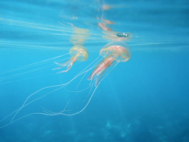 istock Mauve stinger jellyfish underwater Mediterranean sea 863571978