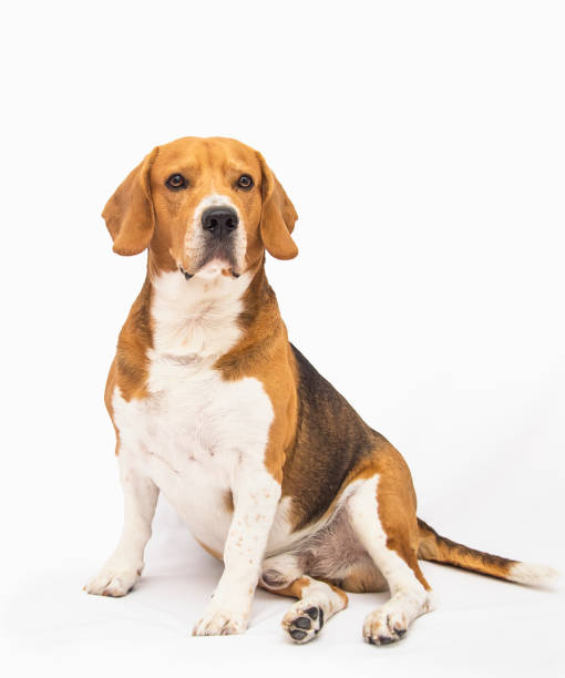 istock Beagle dog portrait 863571980