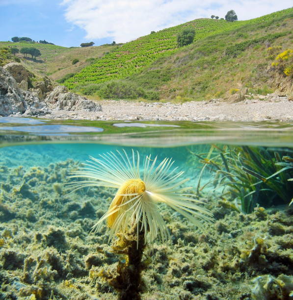 Above and below water surface near the shore of a Mediterranean cove with a fanworm underwater, France