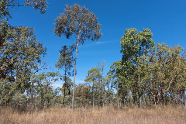 istock Dry grass and Eucalyptus trees in rural Queensland 863572556