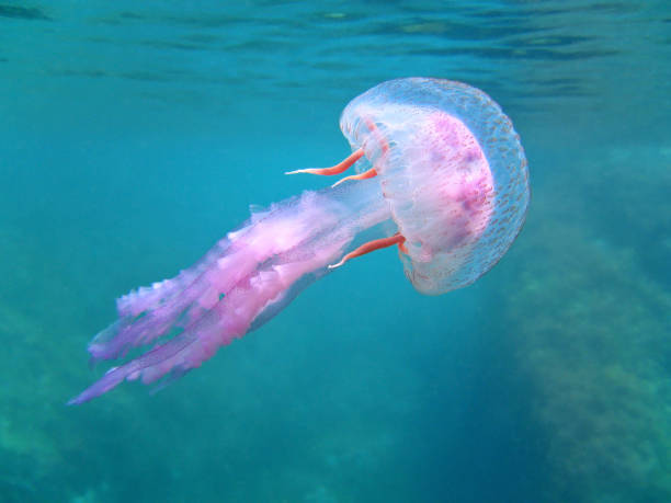 Mediterranean jellyfish near surface Dangerous jellyfish Pelagia Noctiluca near surface, Mediterranean sea, Corsica, France jellyfish stock pictures, royalty-free photos & images