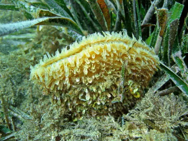 Underwater life, noble pen shell, Pinna nobilis, a marine bivalve mollusc of the Mediterranean sea, Azure coast, Var, France