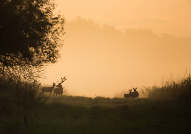 istock Silhouette of hinds and red deer in forest 863576940