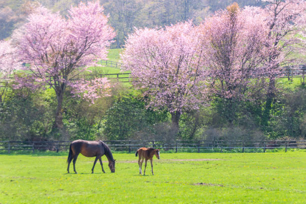 桜と牧場 - cherry tree fruit tree meadow spring ストックフォトと画像