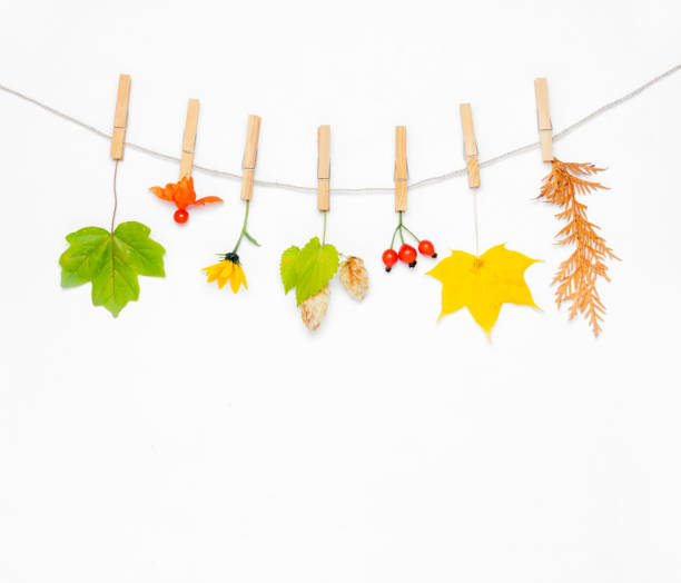 istock Autumn composition. Autumn flower, maple leaves and berries rose hips, hops cones, physalis on white background. Flat lay, top view, copy space 863580834