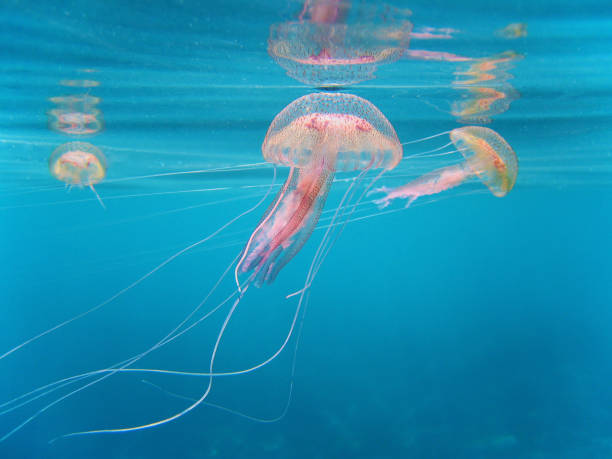 medusa pelagia noctiluca - jellyfish underwater water light foto e immagini stock