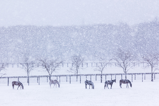 Winter  ranch in Hokkaido , japan.