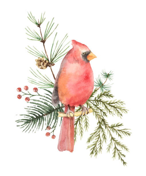 ilustraciones, imágenes clip art, dibujos animados e iconos de stock de vector de acuarela ramo de navidad con ramas de abeto y pájaro cardenal. - evergreen tree pine tree painted image watercolour paints