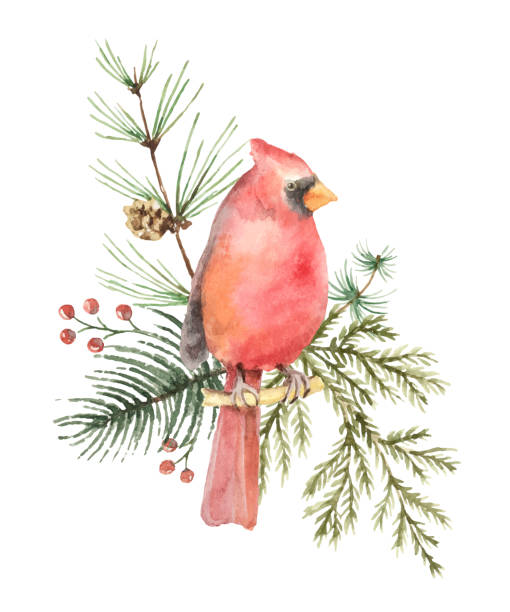 акварель вектор рождественский букет с птицей кардинал и ели ветвей. - tree winter bird branch stock illustrations