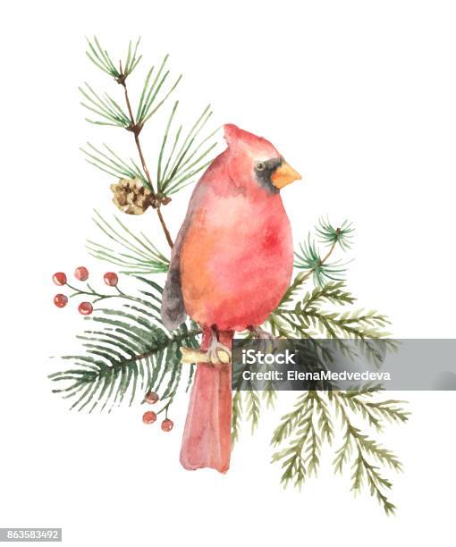 Watercolor Vector Christmas Bouquet With Bird Cardinal And Fir Branches Stock Illustration - Download Image Now