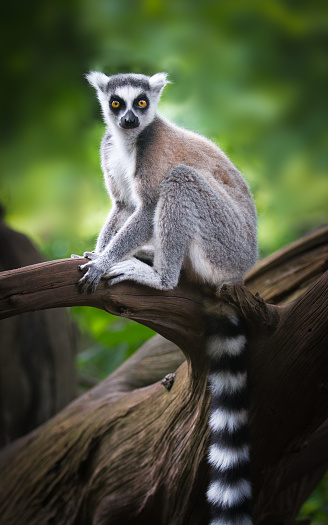 Ring-tailed lemur sitting on a log.