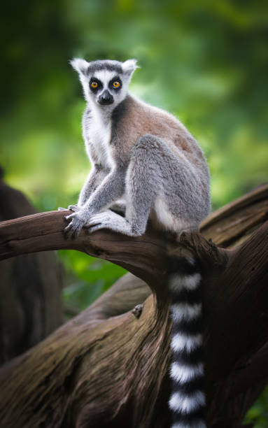 ring-tailed lemur on a branch ring-tailed lemur sitting on a branch and staring lemur madagascar stock pictures, royalty-free photos & images