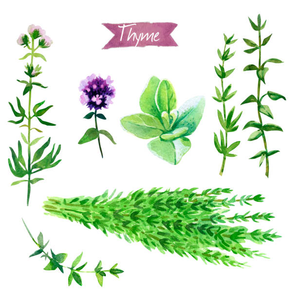 istock Thyme plant, twigs, flowers and bunch watercolor illustration with clipping paths 863586668