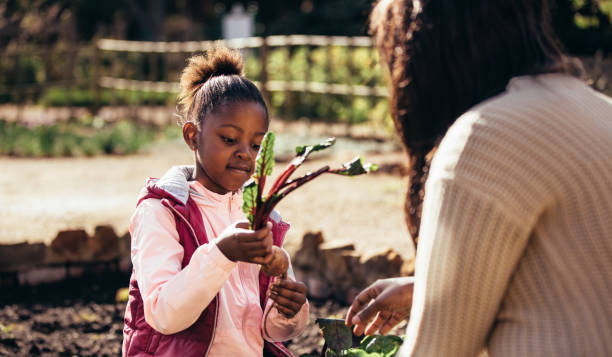 маленькая девочка помогает матери в саду - gardening women vegetable formal garden стоковые фото и изображения