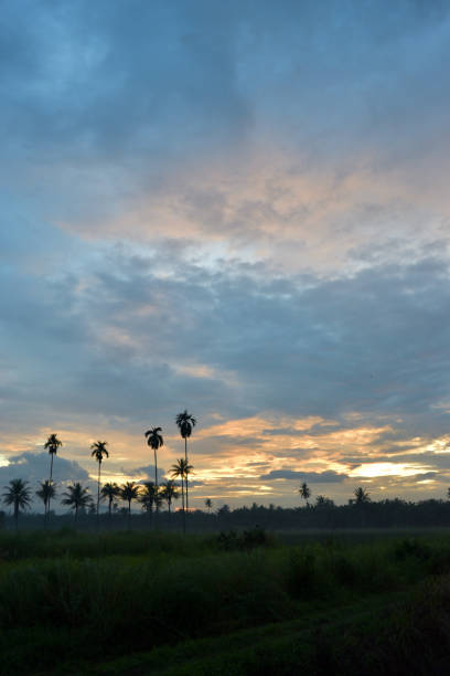 istock Silhouette of palm trees at sunset 863596264
