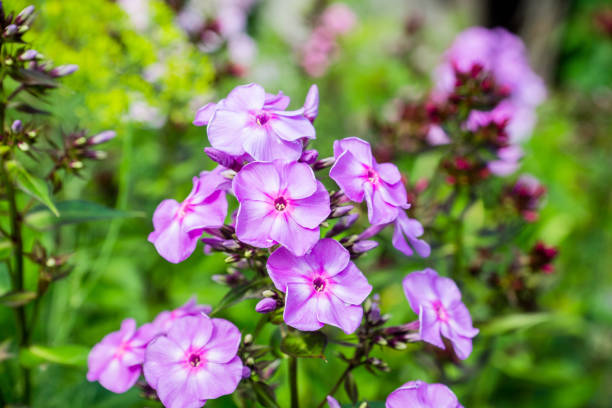 istock Blooming phlox 