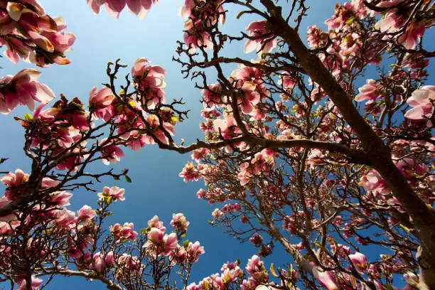 Magnolia blossom