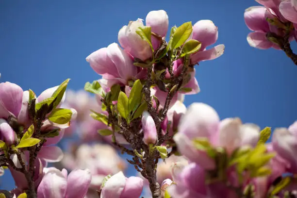 Magnolia blossom