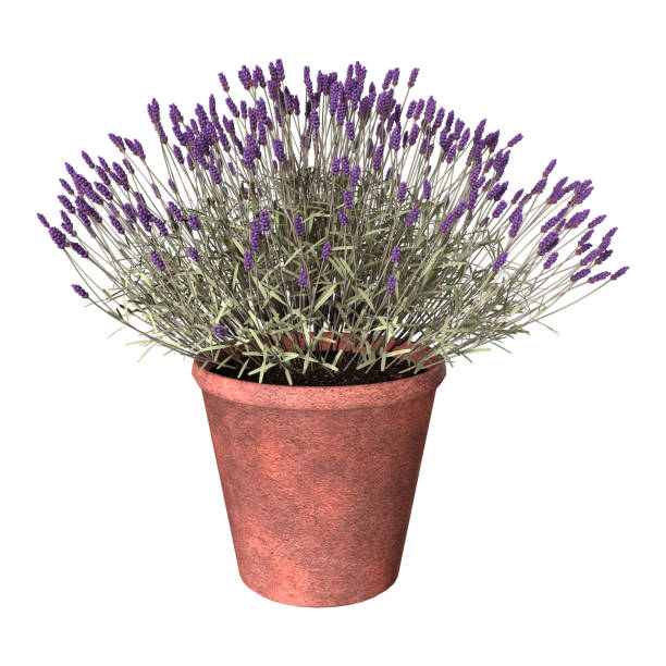 istock 3D irendering lavender flowers on white 863604386