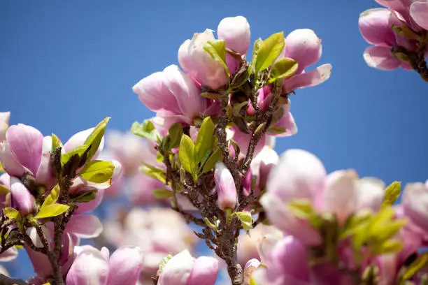 Magnolia blossom