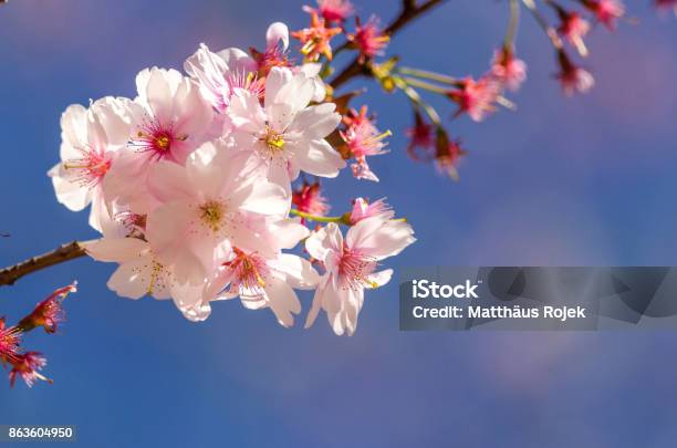 Cherry Blossoms Sakura Kirschblüten Stock Photo - Download Image Now - Beauty, Blossom, Cherry Blossom