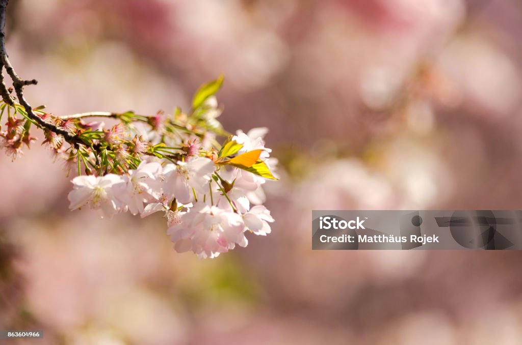 Cherry Blossoms - Sakura - Kirschblüten Cherry Blossoms - Sakura - Kirschblüten in Planten un Blomen - Hamburg Beauty Stock Photo