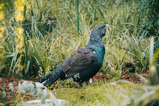 Capercaillie (Tetrao Urogallus) in the nature