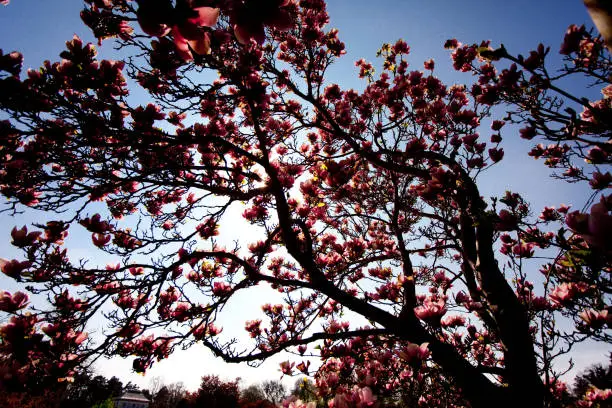 Magnolia blossom