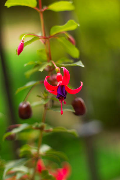 Fuchsia violet flower in garden soft focus