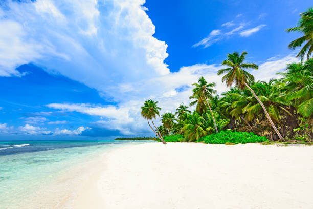 istock paradise tropical beach palm the Caribbean Sea 863609036