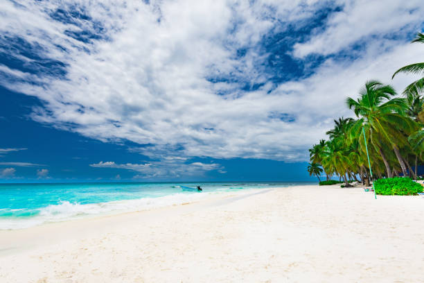 istock paradise tropical beach palm the Caribbean Sea 863609146