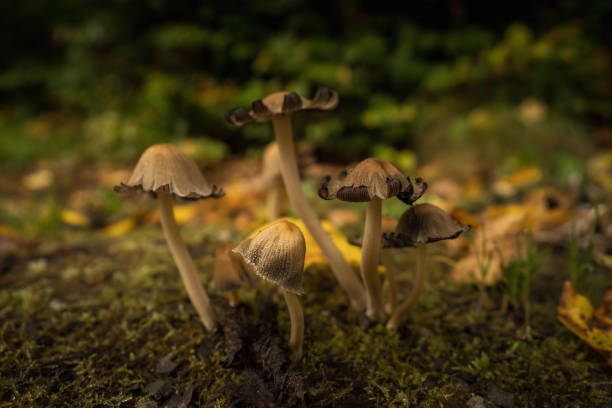 istock Mushrooms in the forest 863613472