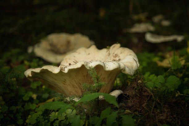 istock Mushrooms in the forest 863613618