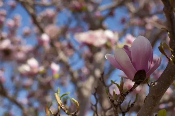 Magnolia blossom