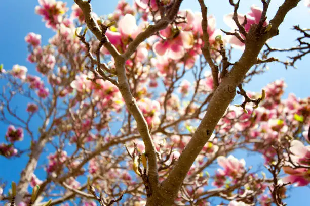 Magnolia blossom