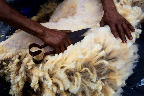 Man shears a sheep with hand clippers