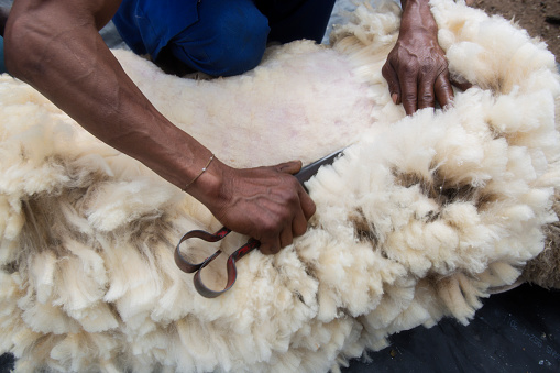 Man shears a sheep with hand clippers