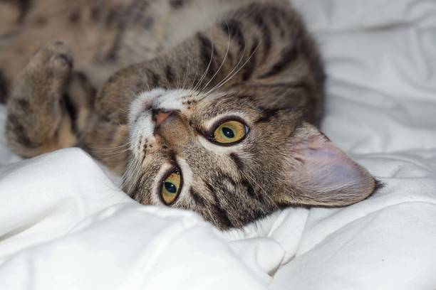 istock Striped cat lies on a plaid 863624450
