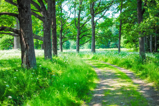 istock Great Green Park in Oranienbaum Lomonosov 863625458