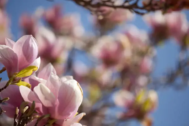 Magnolia blossom